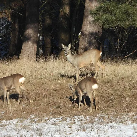 Chalet Lawendowy Brzeg Jaryszewo