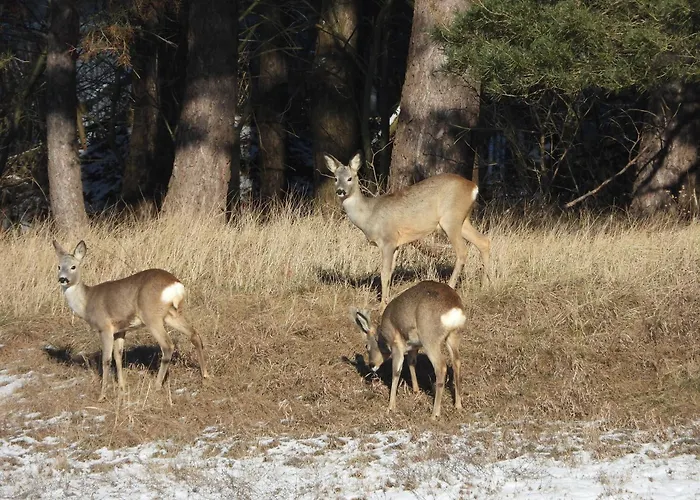 Chalet Lawendowy Brzeg Jaryszewo